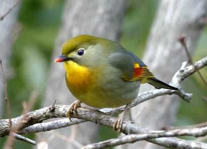 動物図鑑・ソウシチョウ